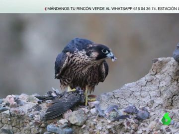 El halcón peregrino, el ave más veloz de la Tierra: logra alcanzar los 400 kilómetros por hora El halcón peregrino, el ave más veloz de la Tierra: logra alcanzar los 400 kilómetros por hora