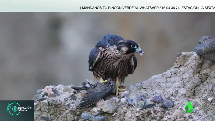 El halcón peregrino, el ave más veloz de la Tierra: logra alcanzar los 400 kilómetros por hora