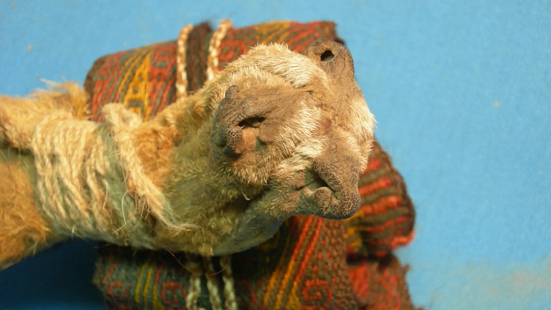 Ayahuasca