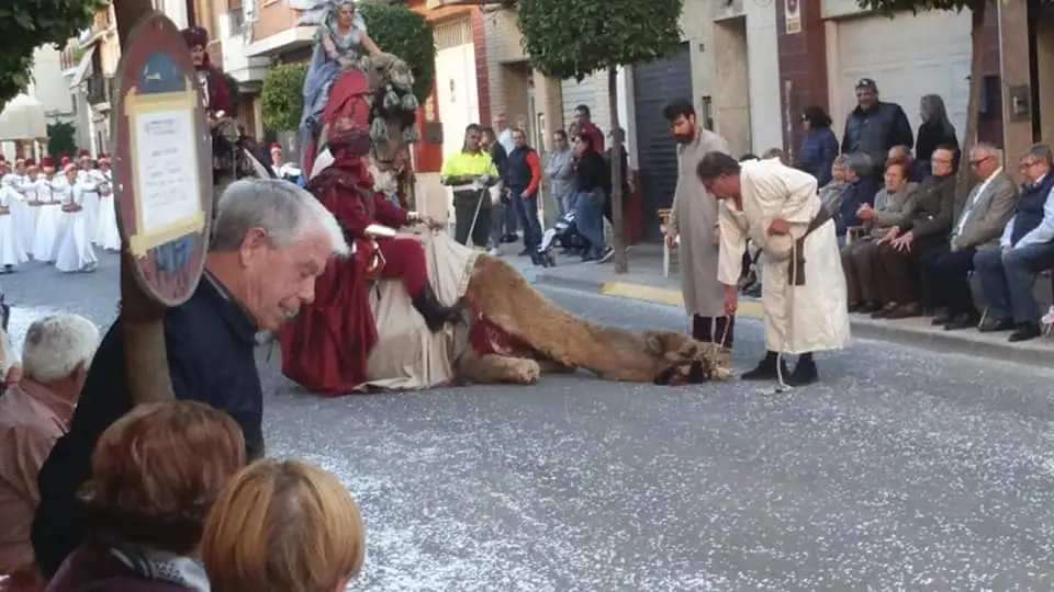 Un camello de desmaya durante un desfile en Sedaví