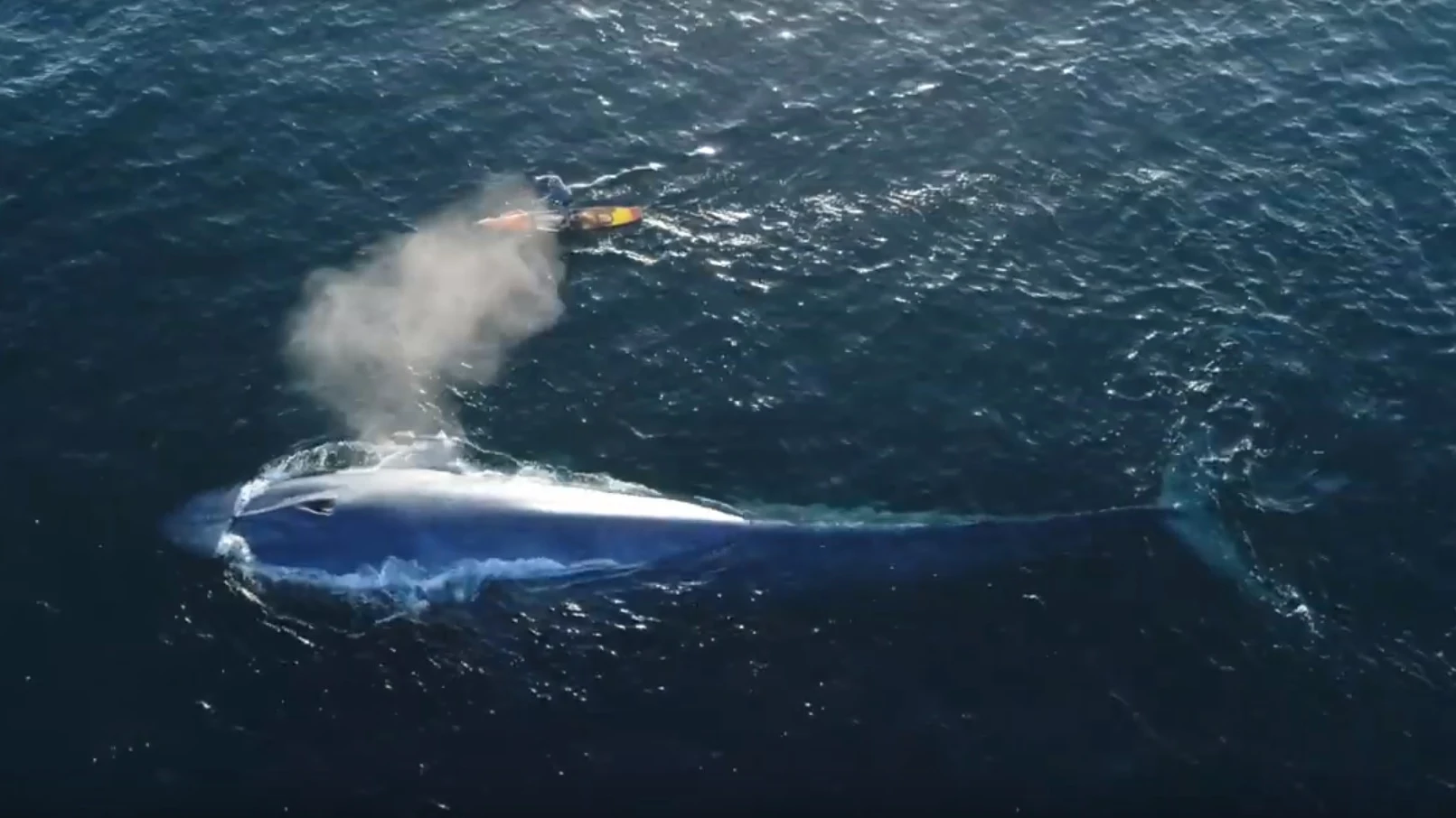 Surfea junto a una ballena