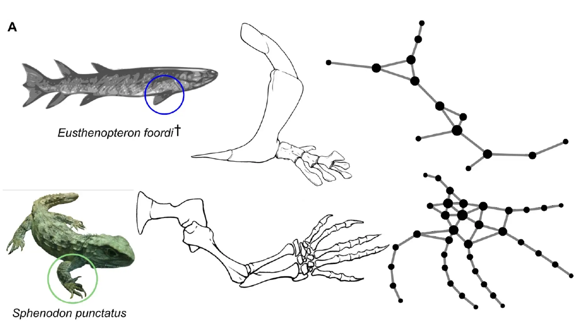 Como evolucionaron las extremidades de los vertebrados a partir de las aletas de los peces
