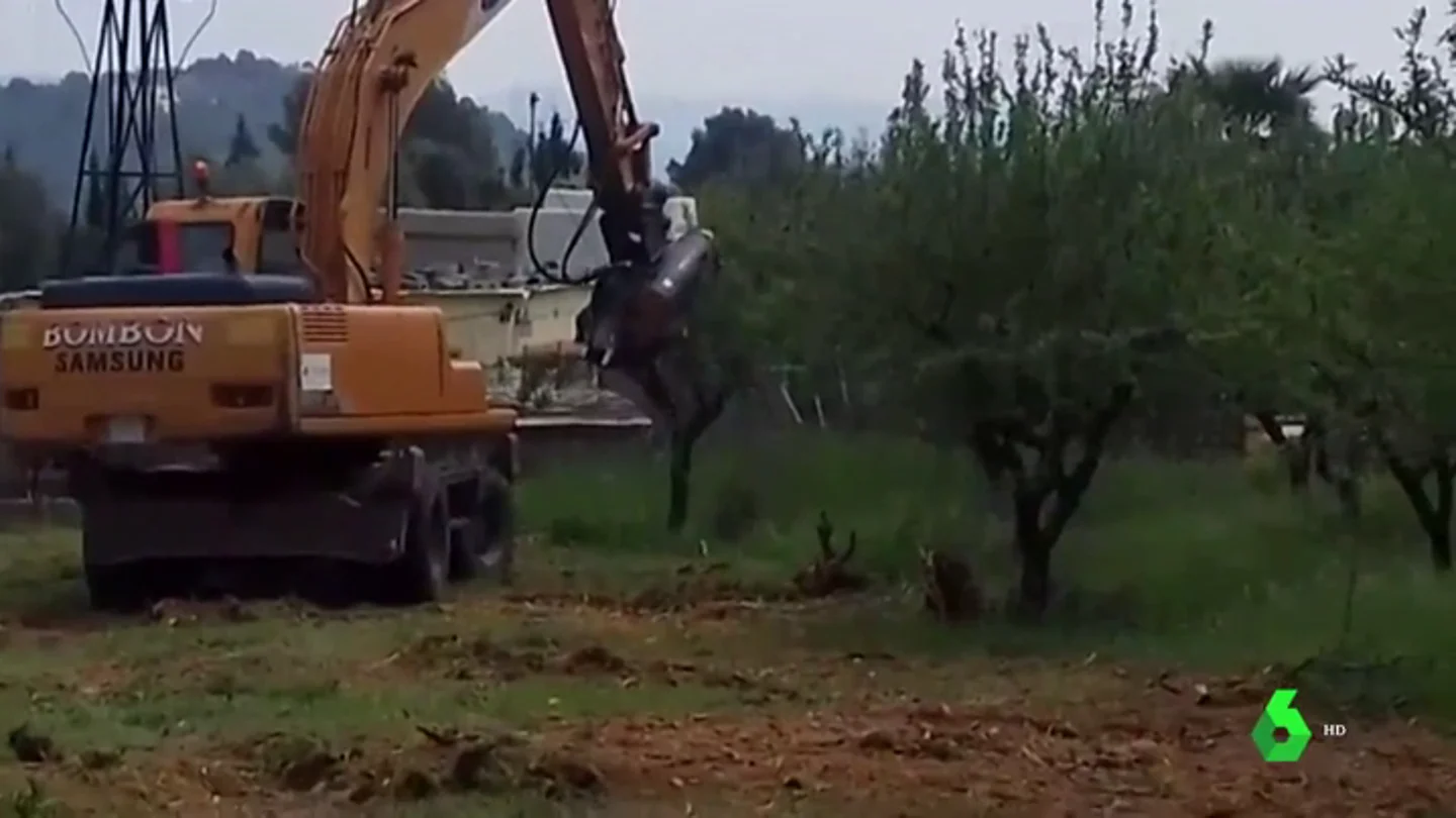Polémica tala masiva de almendros para acabar con una bacteria en Alicante Polémica tala masiva de almendros para acabar con una bacteria en Alicante