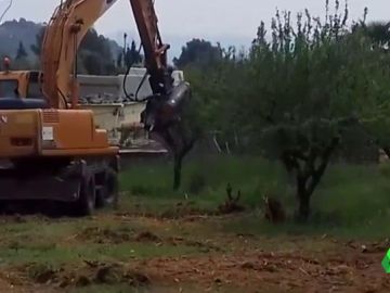 Polémica tala masiva de almendros para acabar con una bacteria en Alicante Polémica tala masiva de almendros para acabar con una bacteria en Alicante