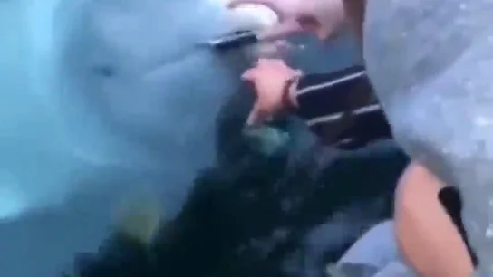 Una ballena sospechosa de ser espía rusa devuelve un móvil que se cayó al mar a su dueña Una ballena sospechosa de ser espía rusa devuelve un móvil que se cayó al mar a su dueña