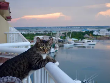 Gatos Gatos