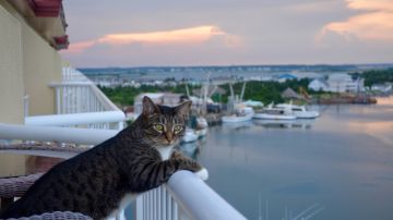 Gatos