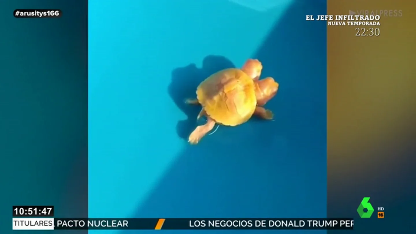 De tortugas con dos cabezas o cabras con tres cuernos: los animales más extraños que nos da la naturaleza De tortugas con dos cabezas o cabras con tres cuernos: los animales más extraños que nos da la naturaleza