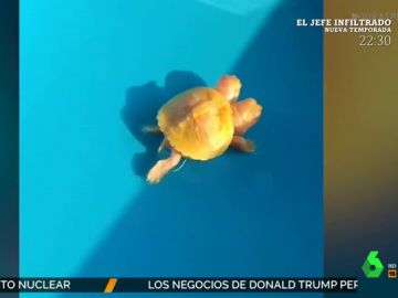 De tortugas con dos cabezas o cabras con tres cuernos: los animales más extraños que nos da la naturaleza De tortugas con dos cabezas o cabras con tres cuernos: los animales más extraños que nos da la naturaleza