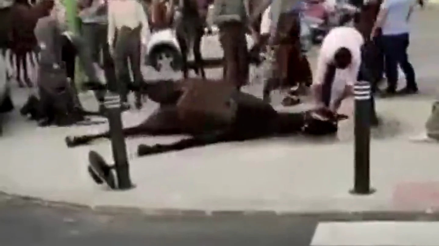 Impactantes imágenes: un caballo convulsiona en la Feria de Abril de Sevilla Impactantes imágenes: un caballo convulsiona en la Feria de Abril de Sevilla