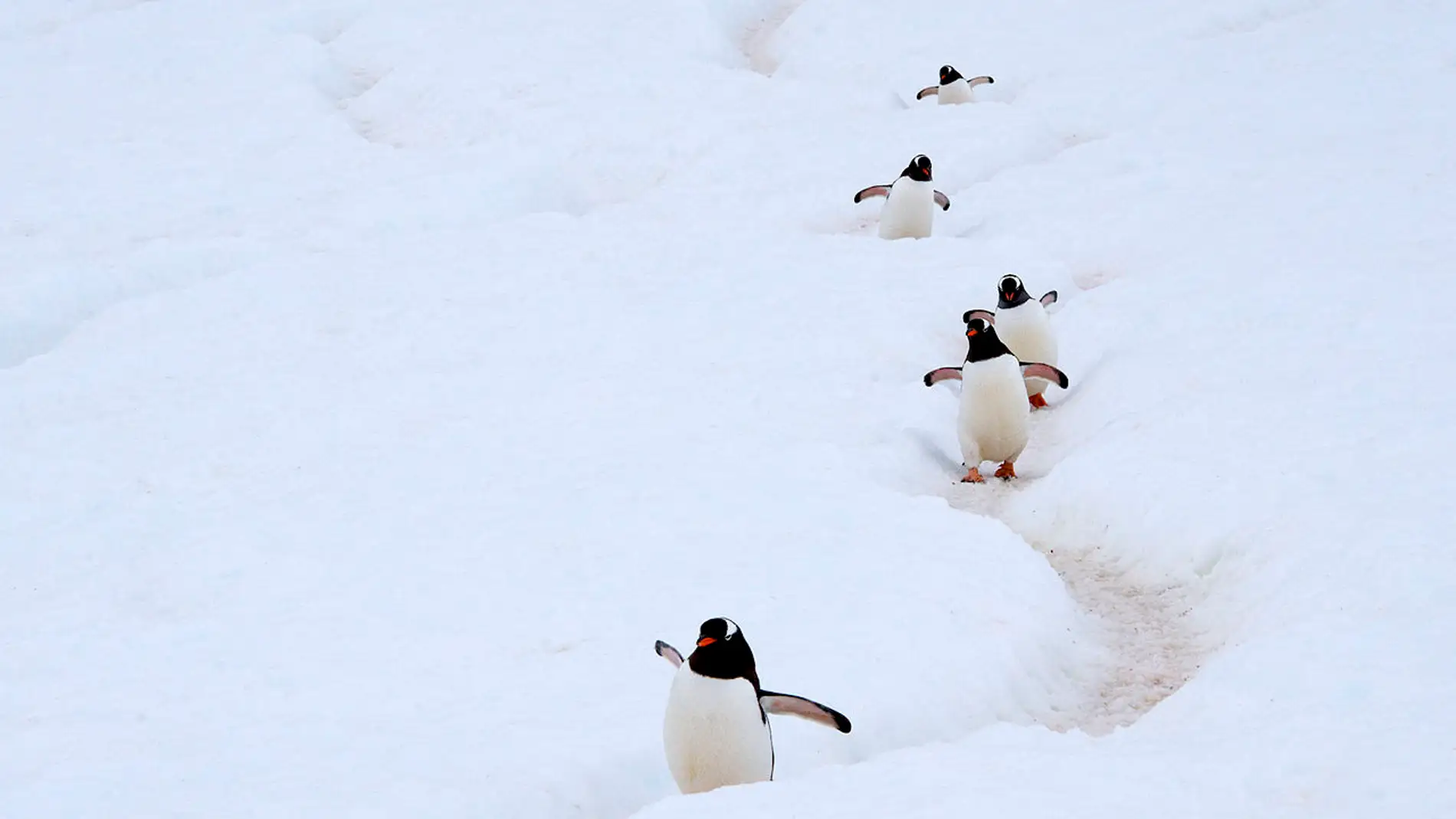 Los excrementos de pingueinos y focas enriquecen la biodiversidad antartica