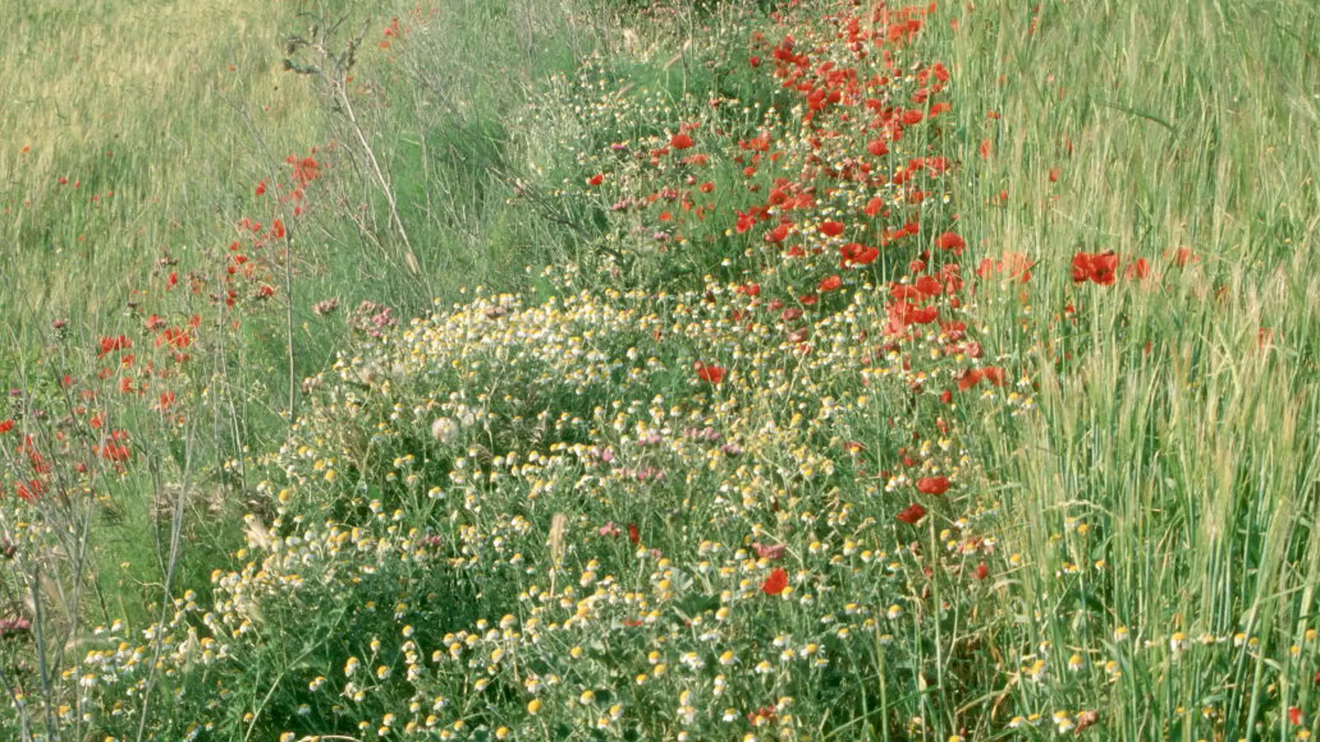 Dejar lindes en los campos de cultivo mejora la produccion agricola y la biodiversidad