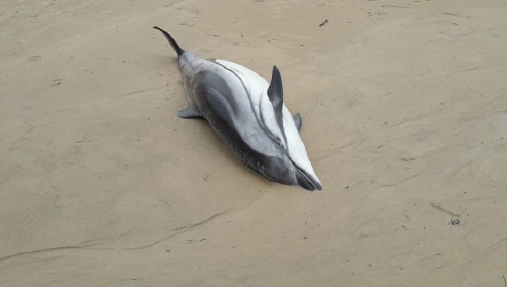 Delfín listado varado en la playa de Oyambre