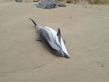 Delfín listado varado en la playa de Oyambre Delfín listado varado en la playa de Oyambre