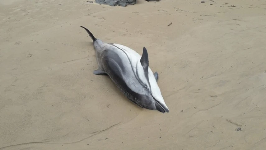 Delfín listado varado en la playa de Oyambre