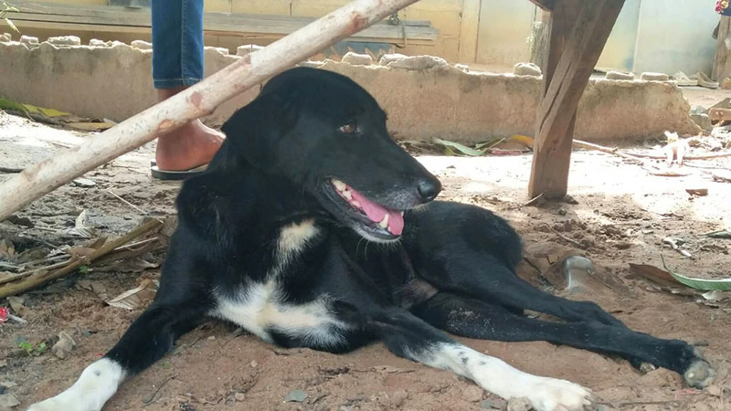 El perro Ping Pong que rescató a la bebé El perro Ping Pong que rescató a la bebé