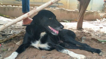 El perro Ping Pong que rescató a la bebé