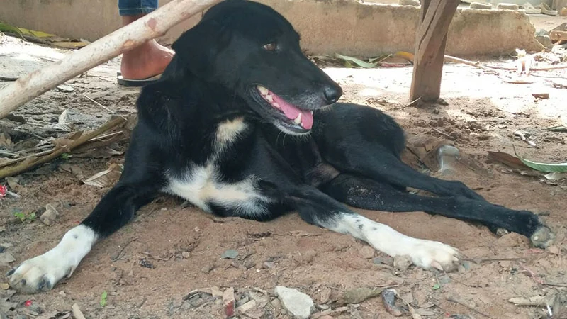 El perro Ping Pong que rescató a la bebé