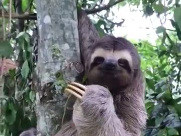 El tierno vídeo que muestra cómo un oso perezoso sonríe y saluda al hombre que le rescató de la carretera El tierno vídeo que muestra cómo un oso perezoso sonríe y saluda al hombre que le rescató de la carretera