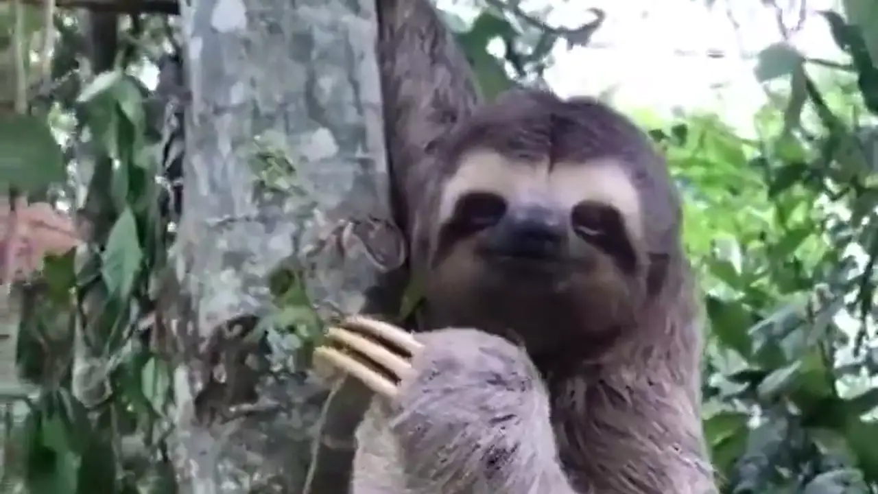 El Tierno Video Que Muestra Como Un Oso Perezoso Sonrie Y Saluda Al Hombre Que Le Rescato De La Carretera El Tierno Video Que Muestra Como Un Oso Perezoso Sonrie Y Saluda Al Hombre Que Le Rescato De La Carretera