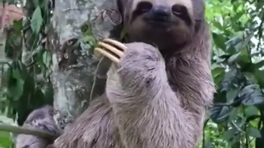 El tierno vídeo que muestra cómo un oso perezoso sonríe y saluda al hombre que le rescató de la carretera