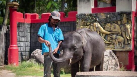 Muere un elefante beb&eacute; que era obligado a bailar y hacer trucos en un zoo de Tailandia