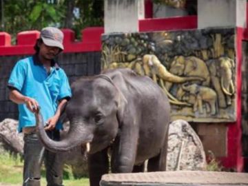 Muere un elefante bebé que era obligado a bailar y hacer trucos en un zoo de Tailandia Muere un elefante bebé que era obligado a bailar y hacer trucos en un zoo de Tailandia