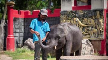 Muere un elefante bebé que era obligado a bailar y hacer trucos en un zoo de Tailandia