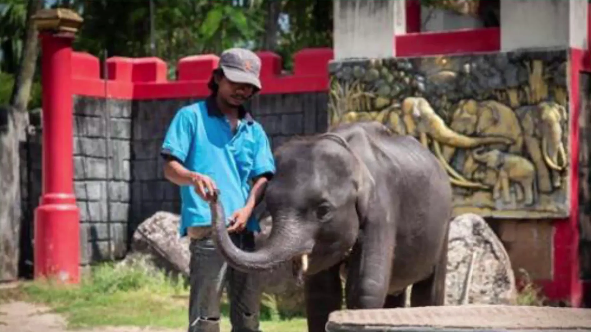 Muere un elefante bebé que era obligado a bailar y hacer trucos en un zoo de Tailandia