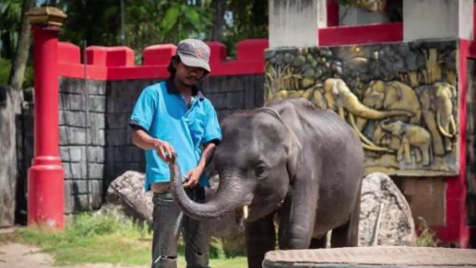 Muere un elefante bebé que era obligado a bailar y hacer trucos en un zoo de Tailandia Muere un elefante bebé que era obligado a bailar y hacer trucos en un zoo de Tailandia