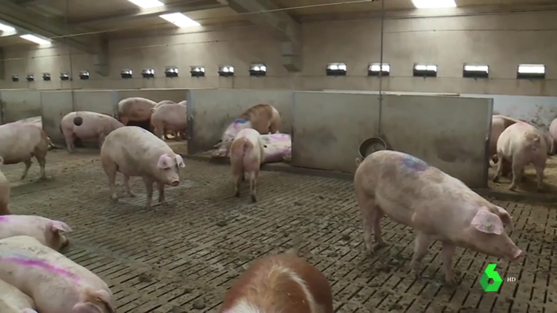 Imagen del interior de una granja de cerdos