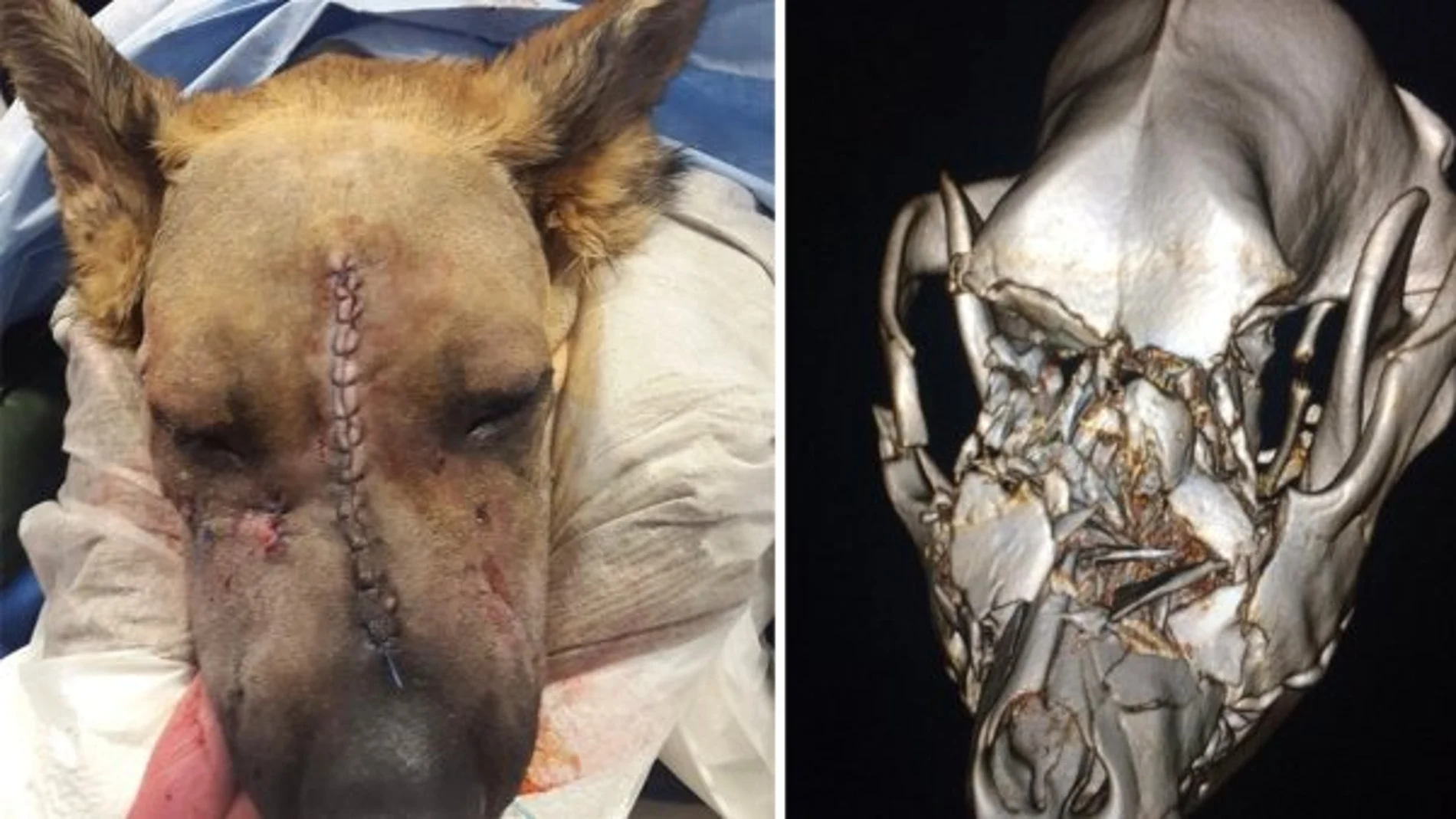 La increíble historia de Bella, un pastor alemán al que reconstruyeron el cráneo después ser atropellado