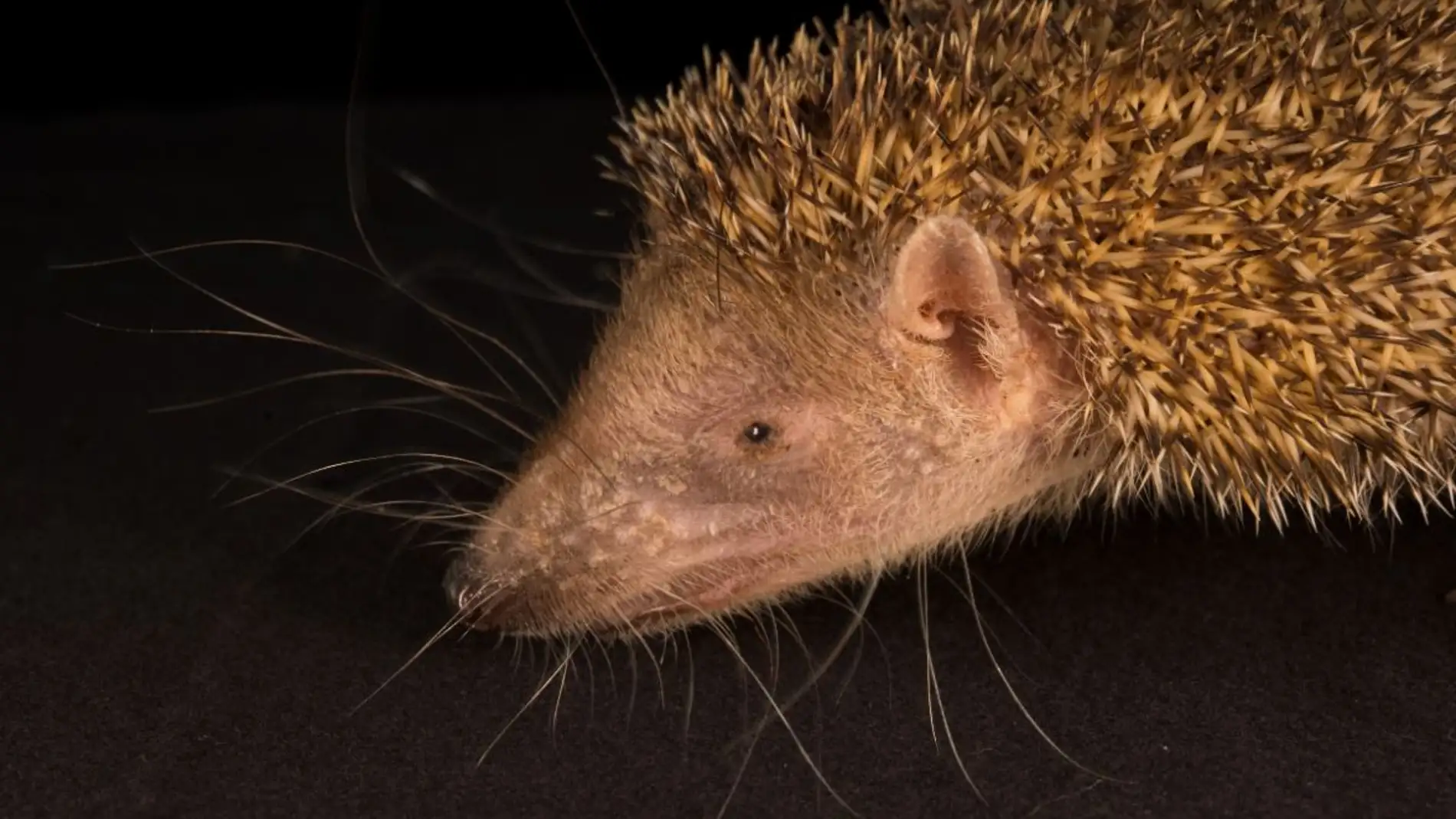 Los desconocidos tenrecs se enfrentan a la deforestacion en Madagascar