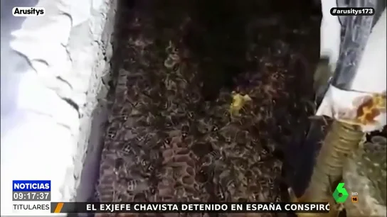 Abejas Abejas