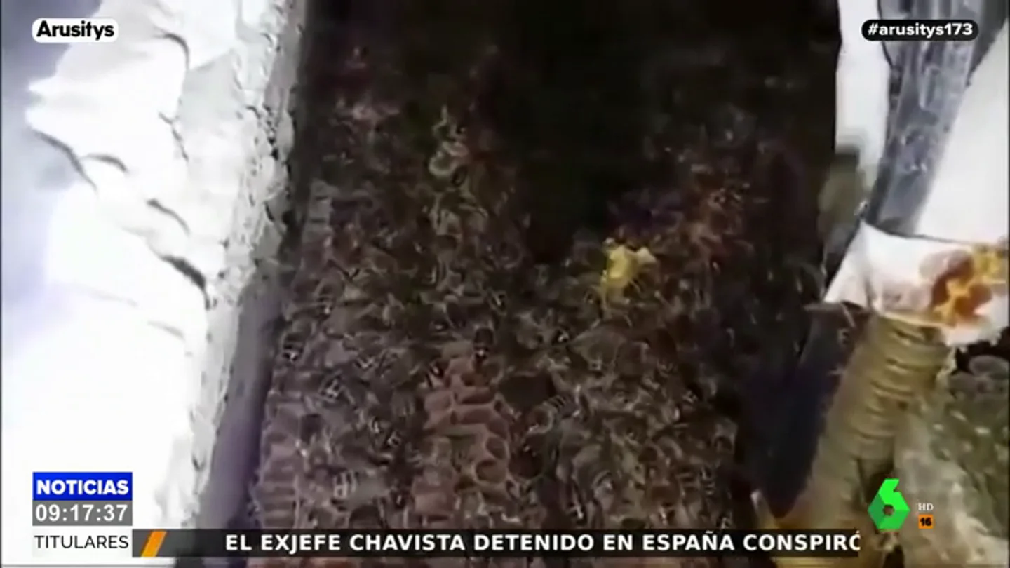 Abejas Abejas