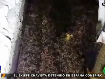 Abejas Abejas