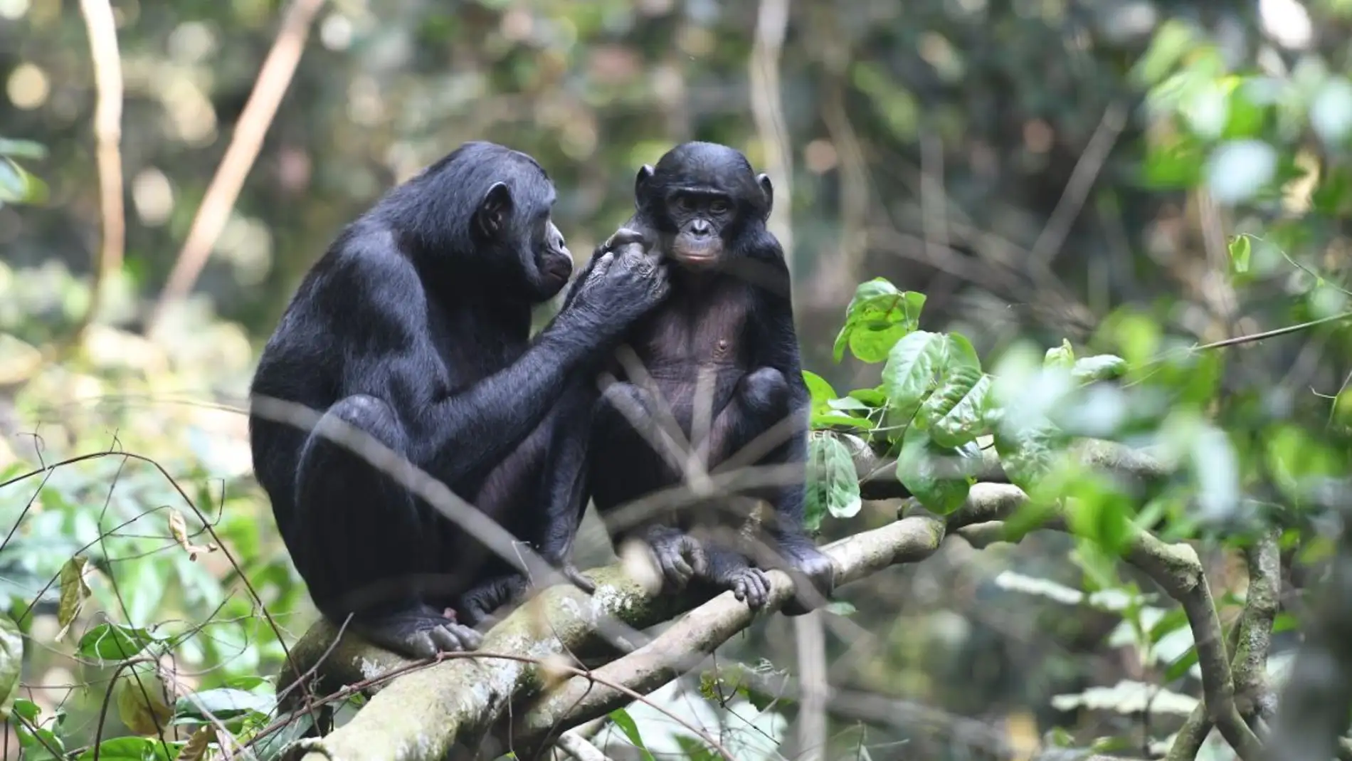 Las bonobas se alian con sus hijos para encontrarles pareja