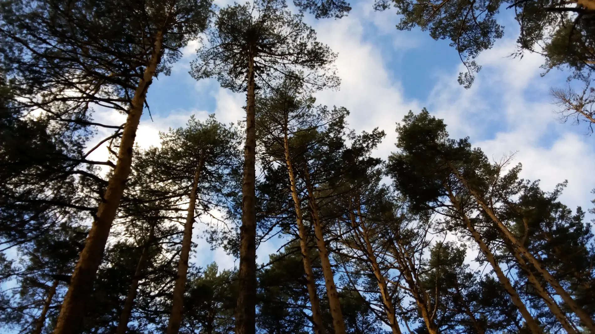 Pinar de Valsaín, Sierra de Guadarrama. Fotografía: Ezquerro, M. (2018).