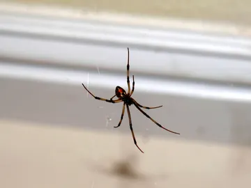 Araña Araña