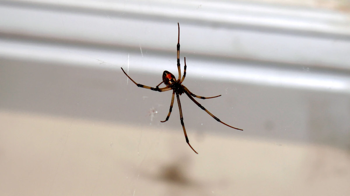 Arañas en casa: por qué te conviene dejarlas tranquilas