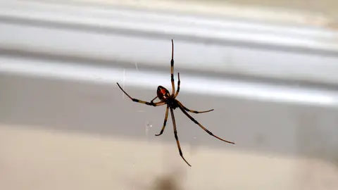 Araña Nova Life