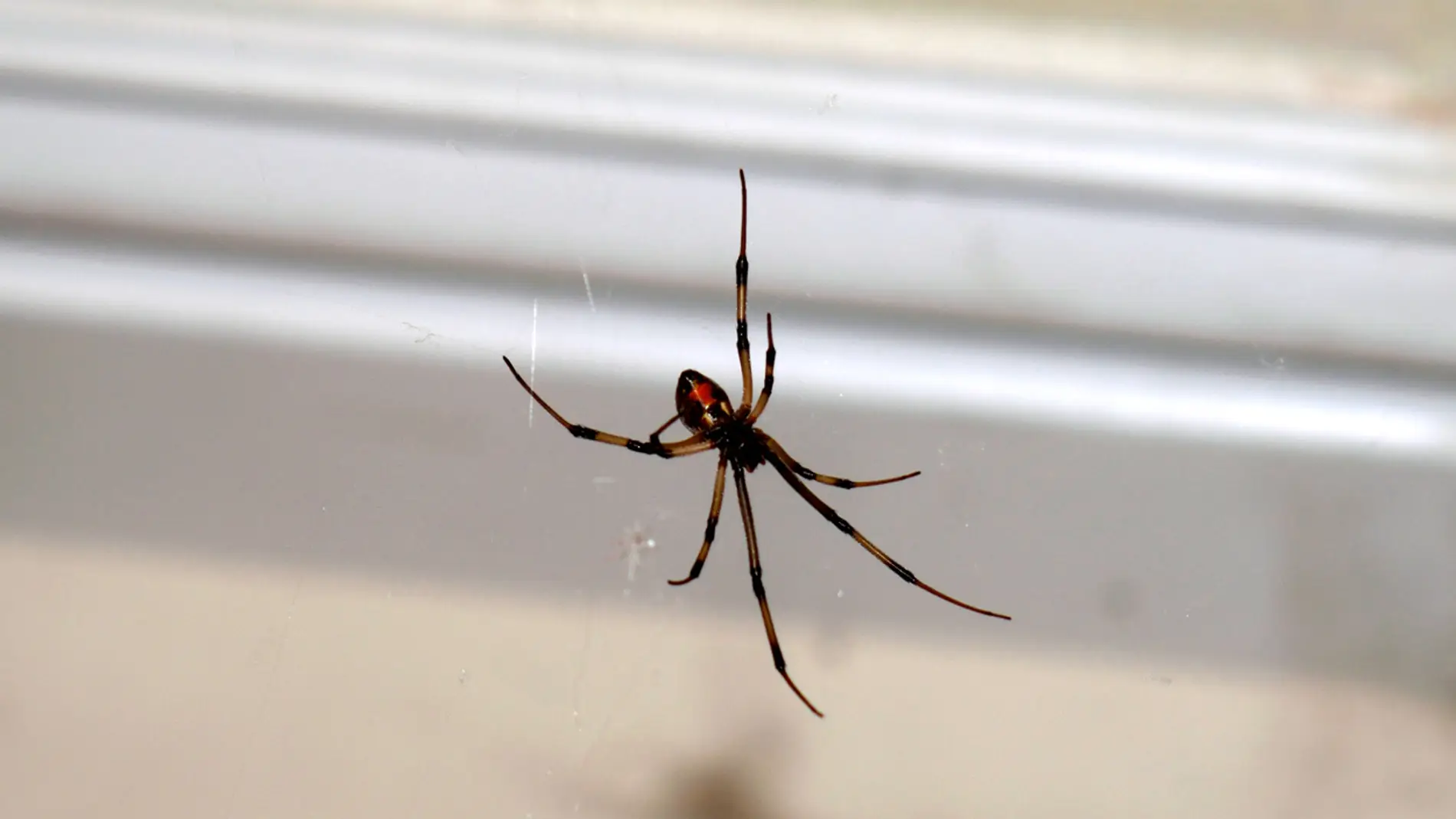 Arañas en casa: por qué te conviene dejarlas tranquilas