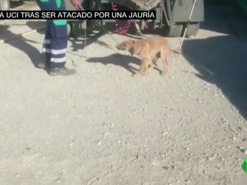 Un joven permanece en la UCI tras ser atacado por una jauría de perros en Málaga Un joven permanece en la UCI tras ser atacado por una jauría de perros en Málaga
