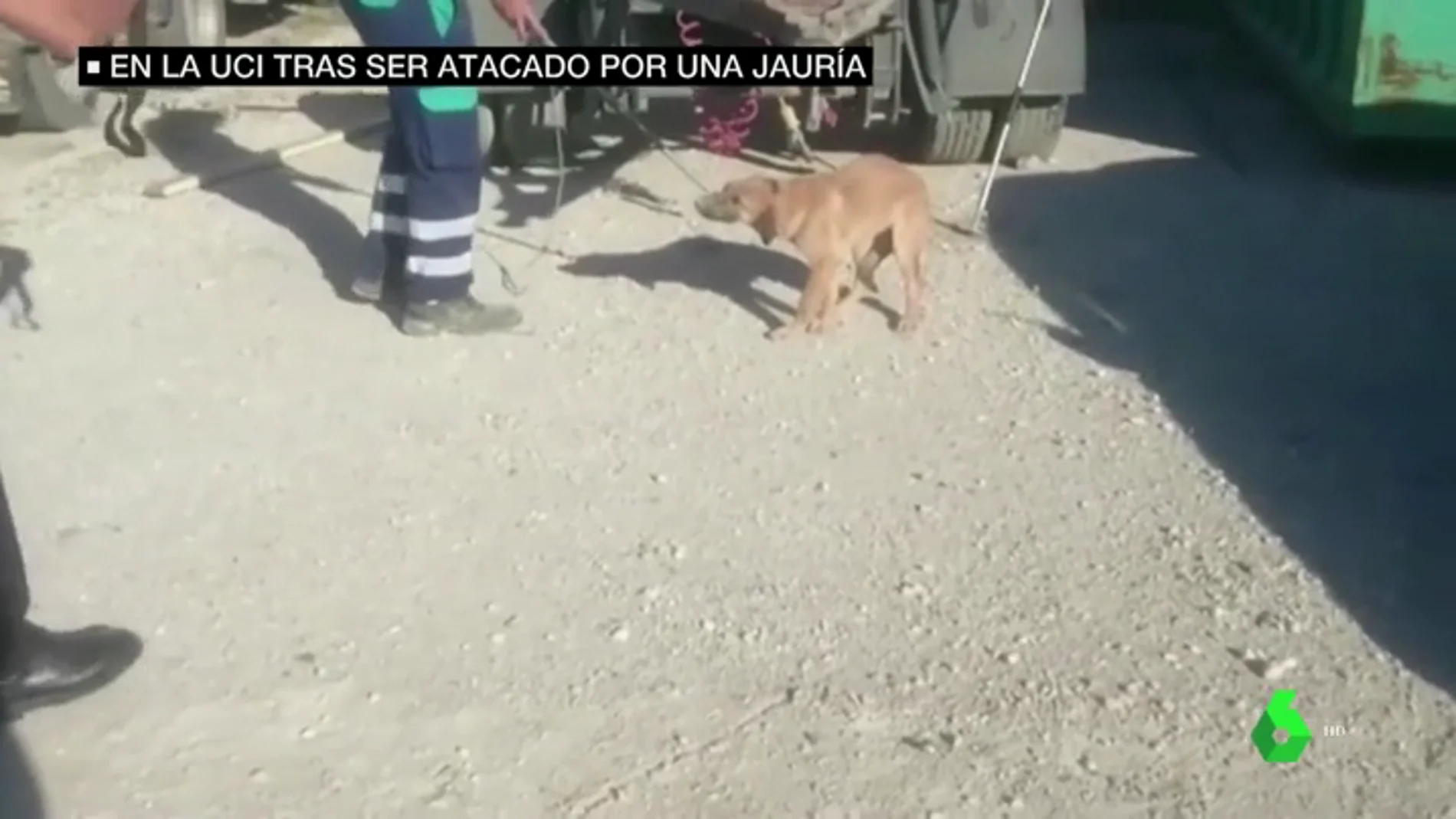 Un joven permanece en la UCI tras ser atacado por una jauría de perros en Málaga