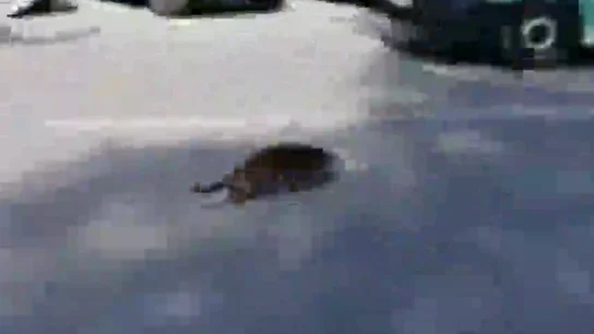 Sorpresa en Murcia por una nutria desorientada correteando por las calles de la ciudad Sorpresa en Murcia por una nutria desorientada correteando por las calles de la ciudad