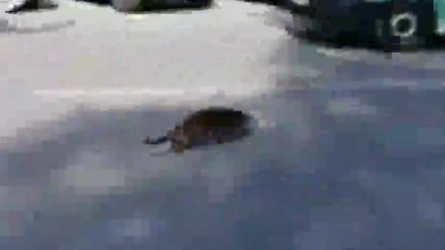 Sorpresa en Murcia por una nutria desorientada correteando por las calles de la ciudad Sorpresa en Murcia por una nutria desorientada correteando por las calles de la ciudad