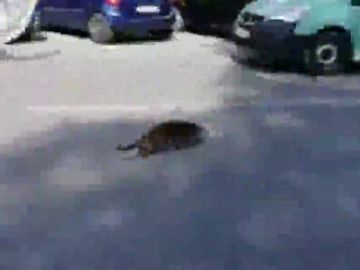 Sorpresa en Murcia por una nutria desorientada correteando por las calles de la ciudad Sorpresa en Murcia por una nutria desorientada correteando por las calles de la ciudad