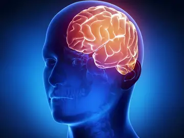 Cerebro Cerebro