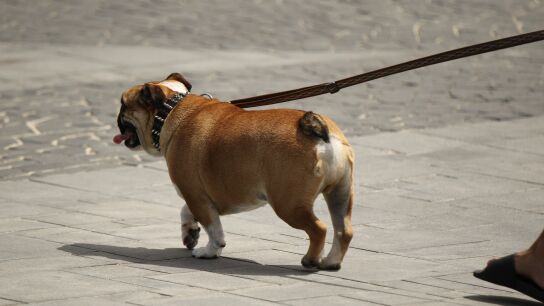 Tener un perro en Zamora costar&aacute; 9 euros a sus due&ntilde;os tras una nueva ordenanza del Ayuntamiento