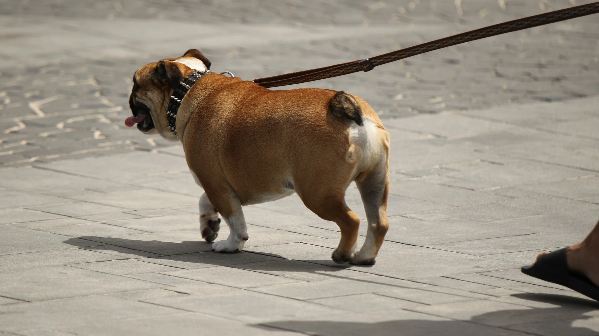 Tener un perro en Zamora costará 9 euros a sus dueños tras una nueva ordenanza del Ayuntamiento